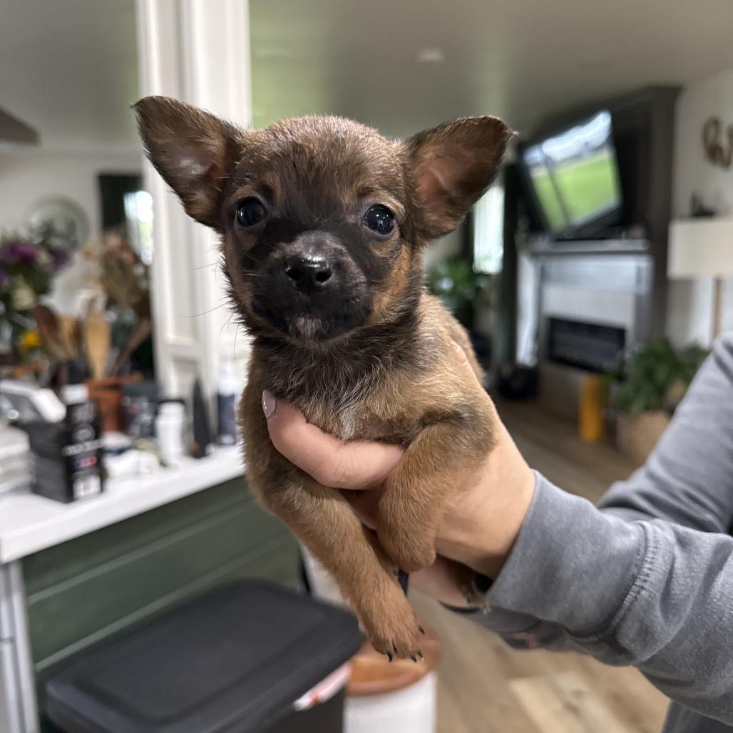 Enlarge Mesa, a Adoptable mixed breed in Sacramento, CA image 2/2