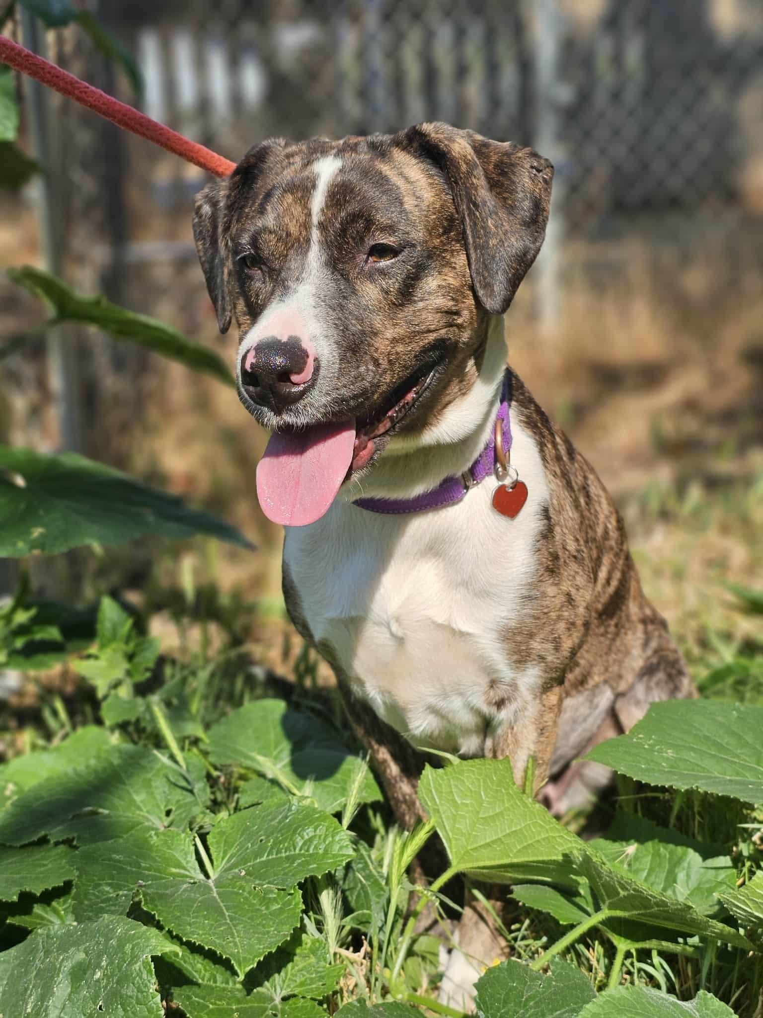 Maya
