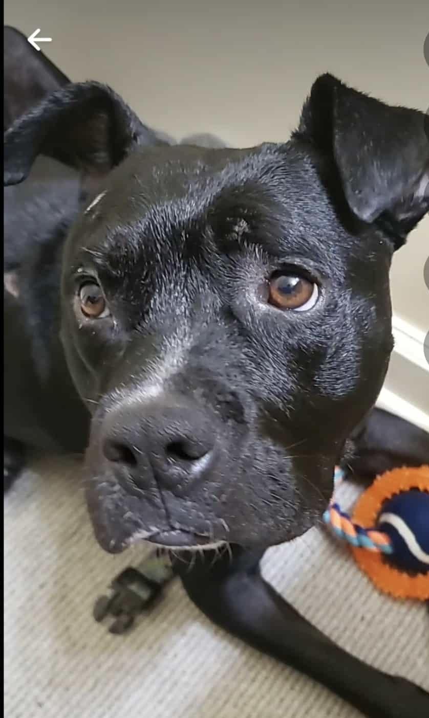 Wiggles, Adoptable, Adult Female Pit Bull Terrier.