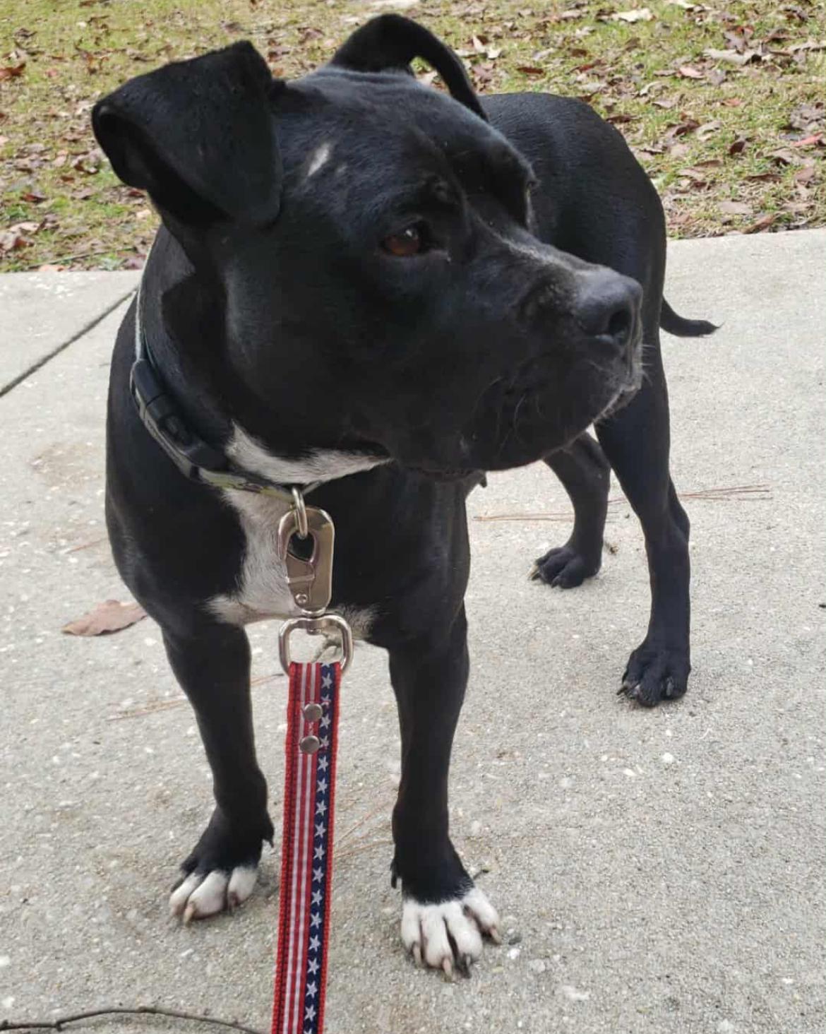 Enlarge Wiggles, a Adoptable Pit Bull Terrier in Fayetteville, NC image 4/4