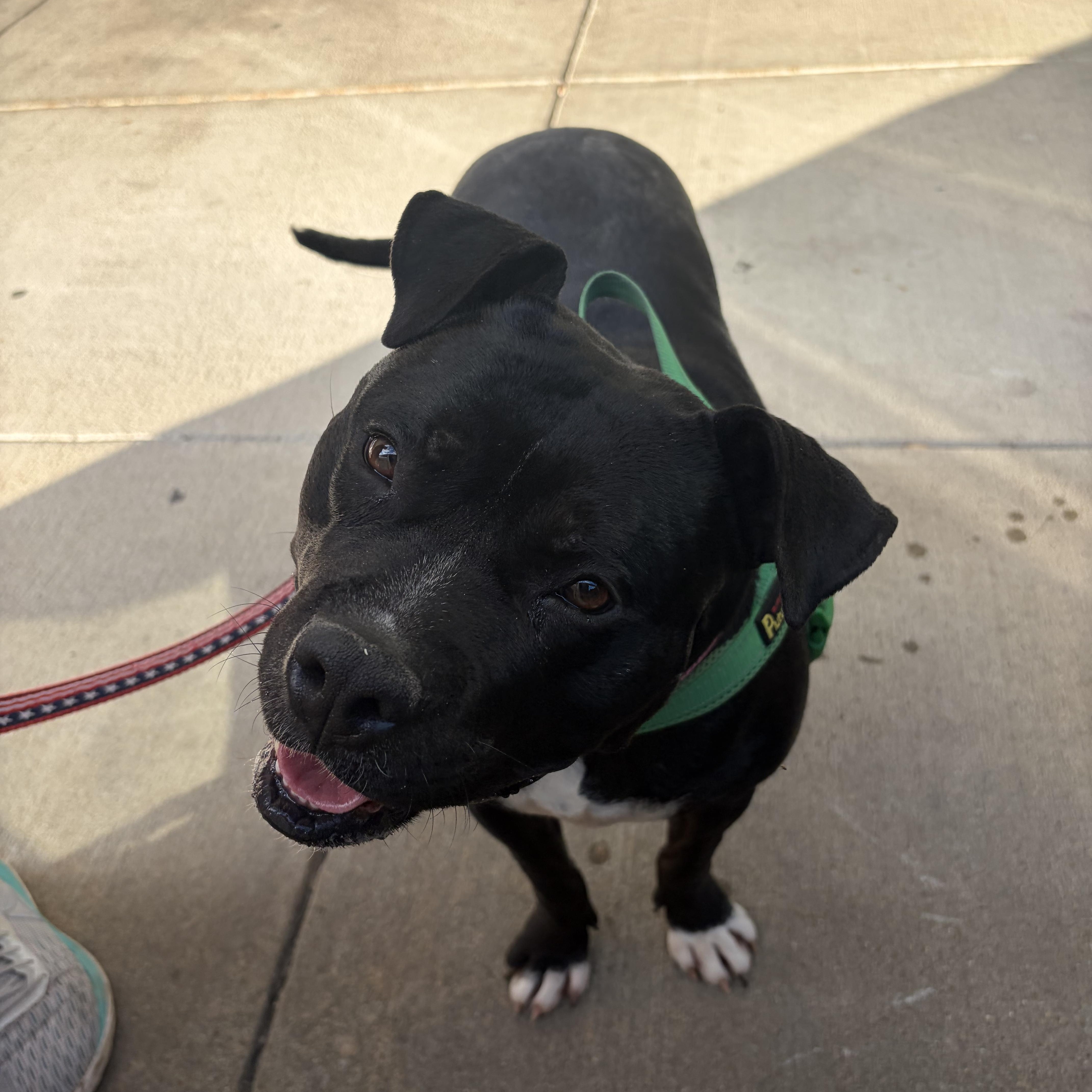 Enlarge Wiggles, a Adoptable Pit Bull Terrier in Fayetteville, NC image 5/6