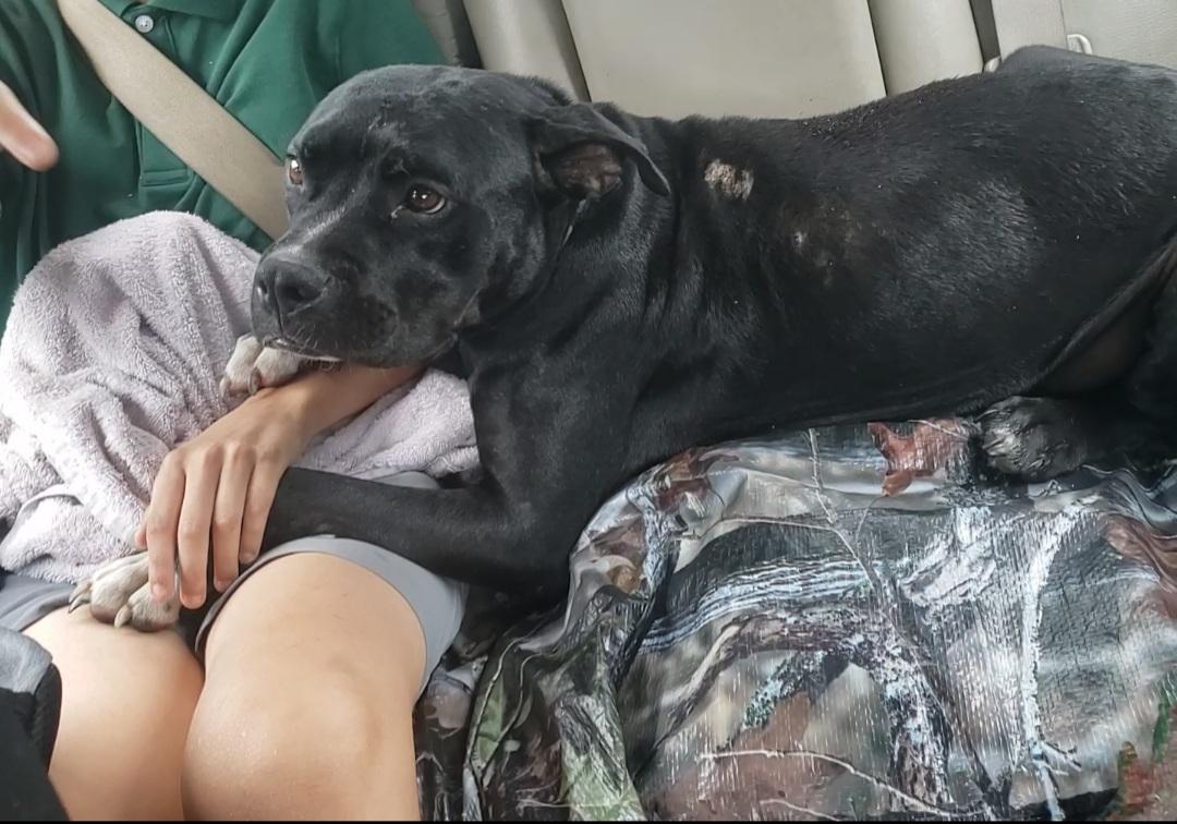 Enlarge Wiggles, a Adoptable Pit Bull Terrier in Fayetteville, NC image 3/4