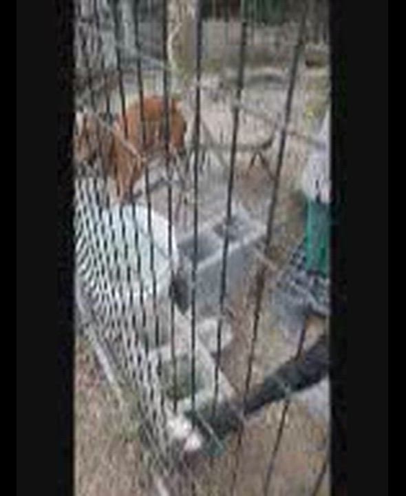 Enlarge Wiggles, a Adoptable Pit Bull Terrier in Fayetteville, NC video 1/4