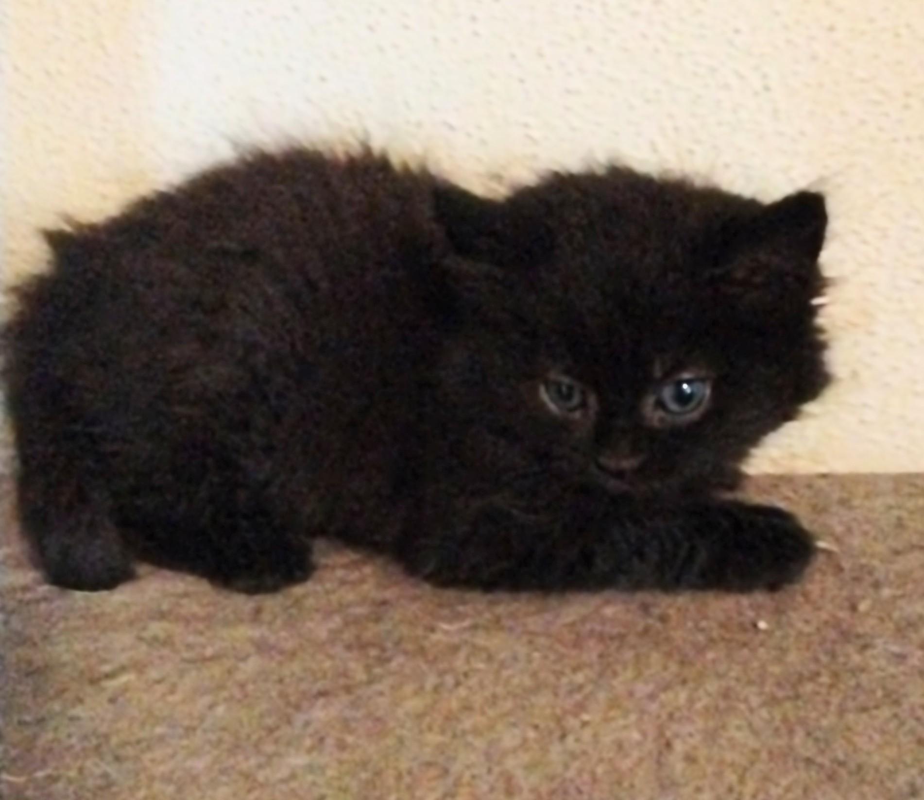 Twinkie, an adoptable Domestic Long Hair in Brainerd, MN, 56401 | Photo Image 1