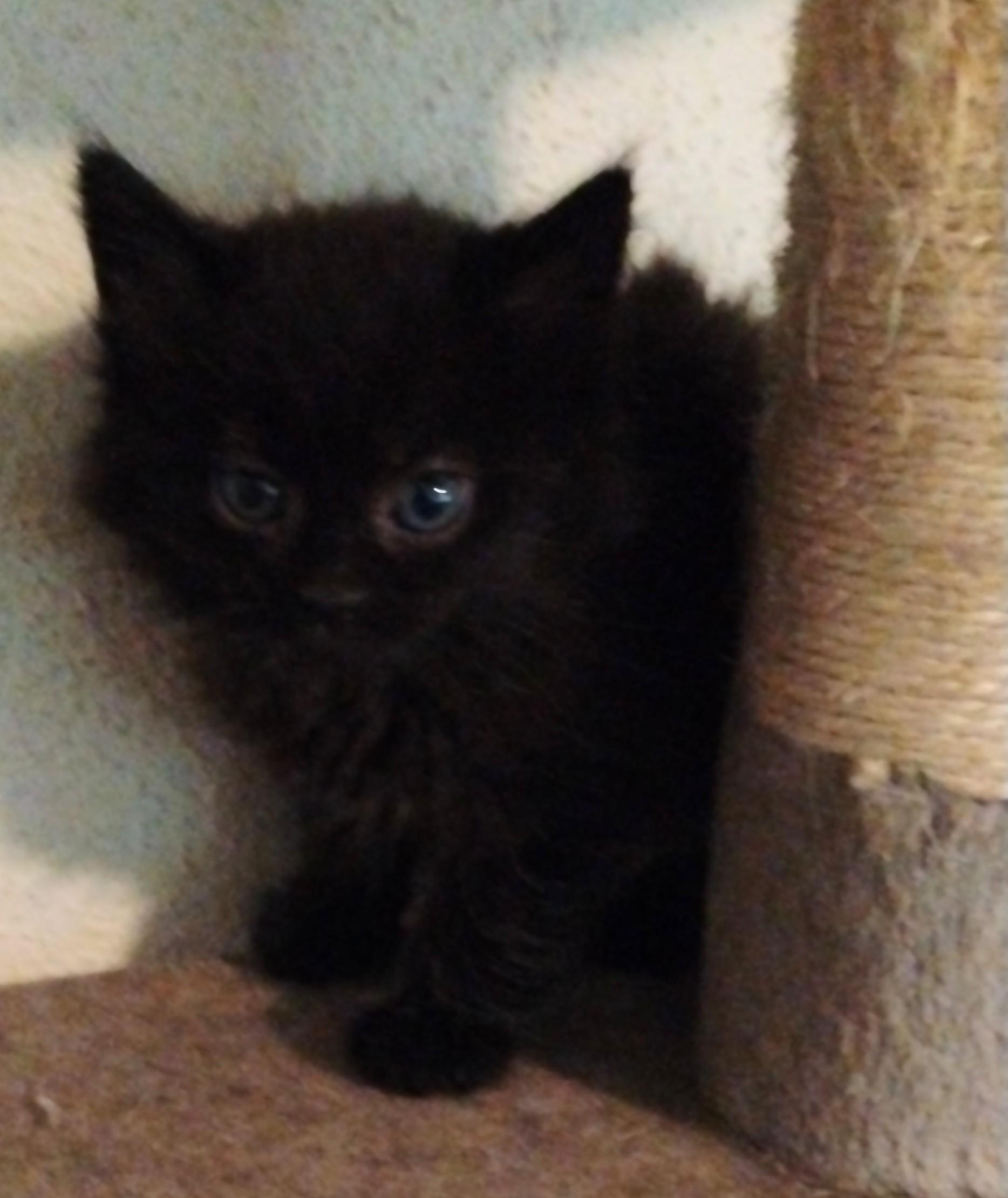 Twinkie, an adoptable Domestic Long Hair in Brainerd, MN, 56401 | Photo Image 2