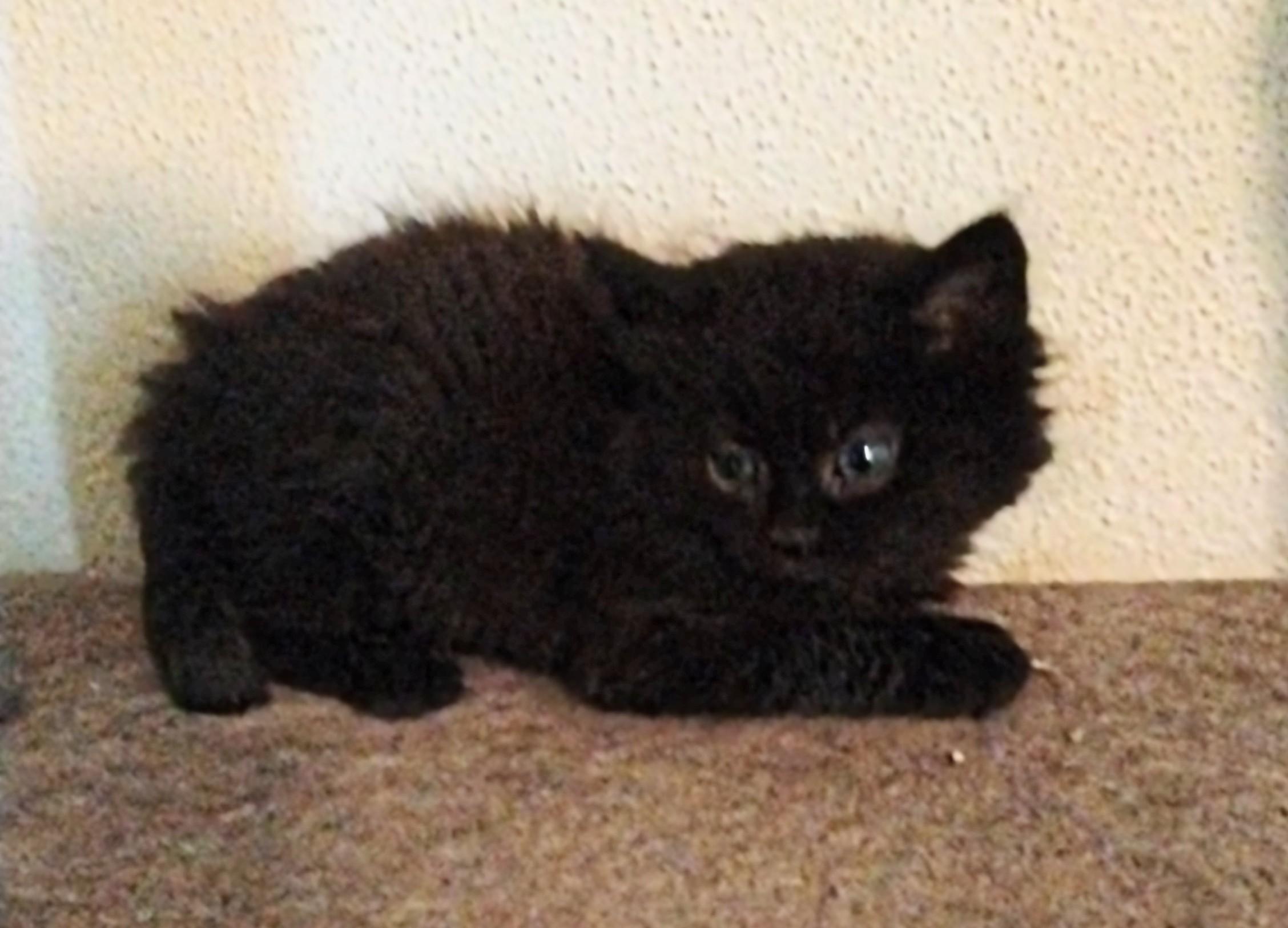 Twinkie, an adoptable Domestic Long Hair in Brainerd, MN, 56401 | Photo Image 3