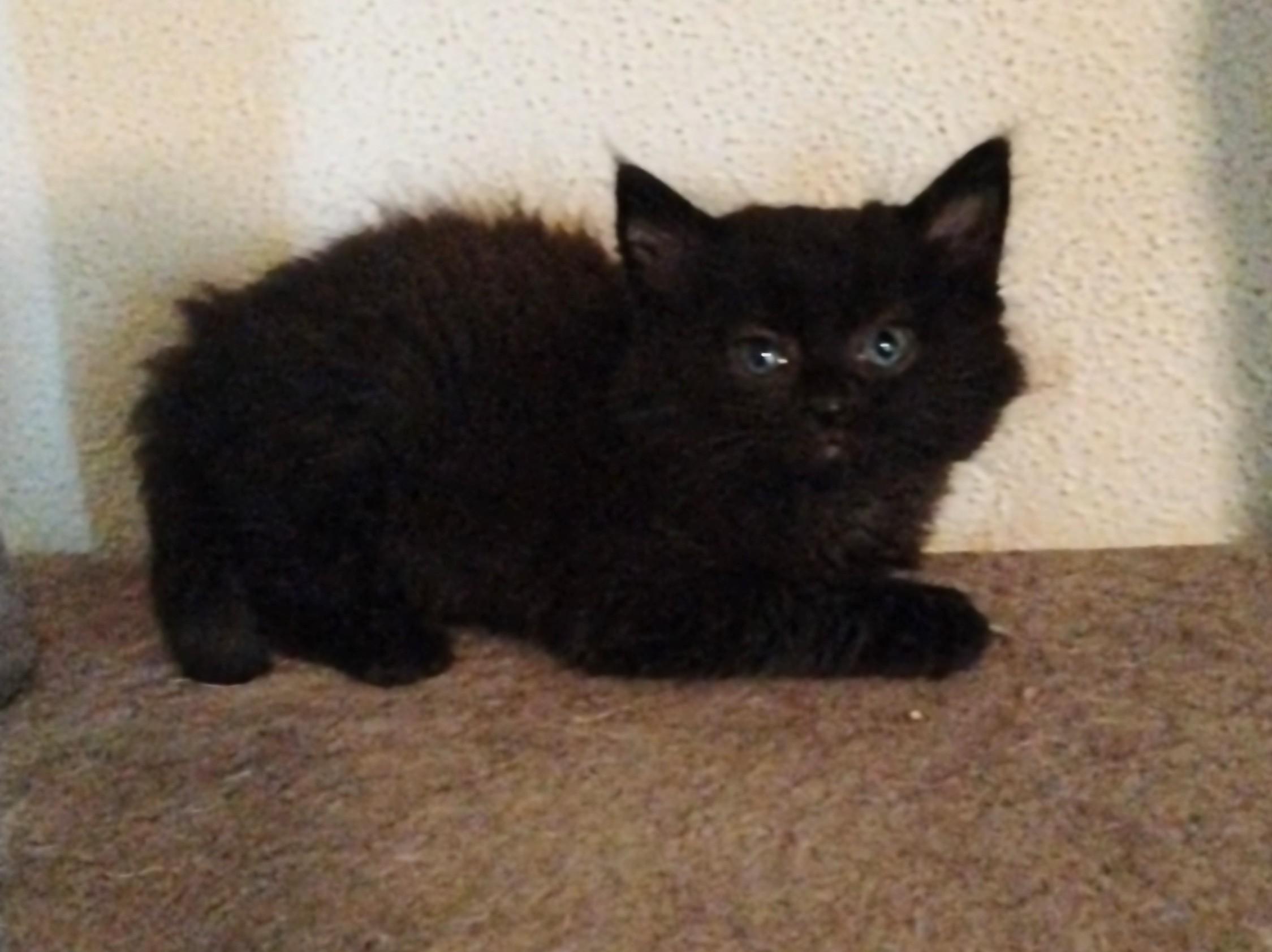 Twinkie, an adoptable Domestic Long Hair in Brainerd, MN, 56401 | Photo Image 4