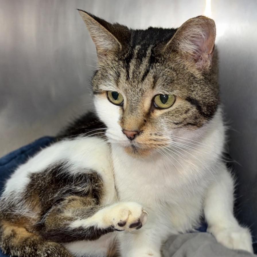 Gazeebi, Adoptable, Adult Female Domestic Short Hair.