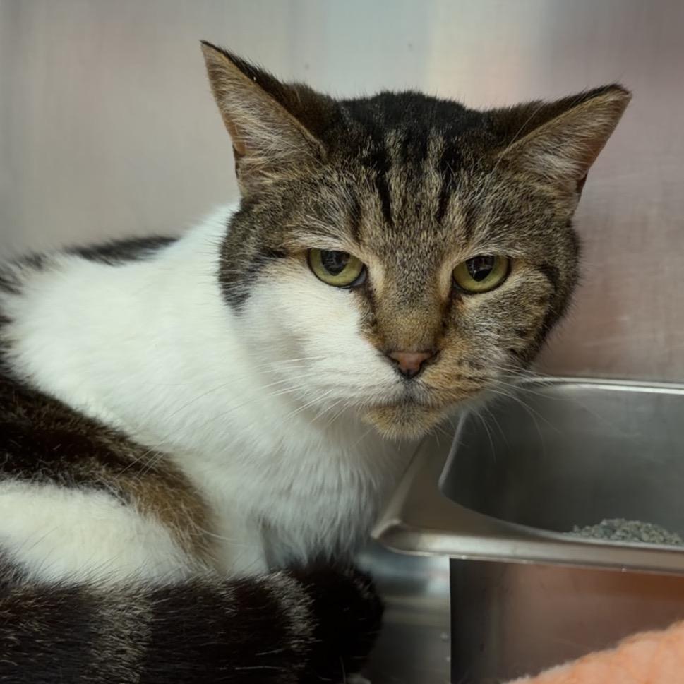 Enlarge Gazeebi, a Adoptable Domestic Short Hair in Henderson, KY image 2/2