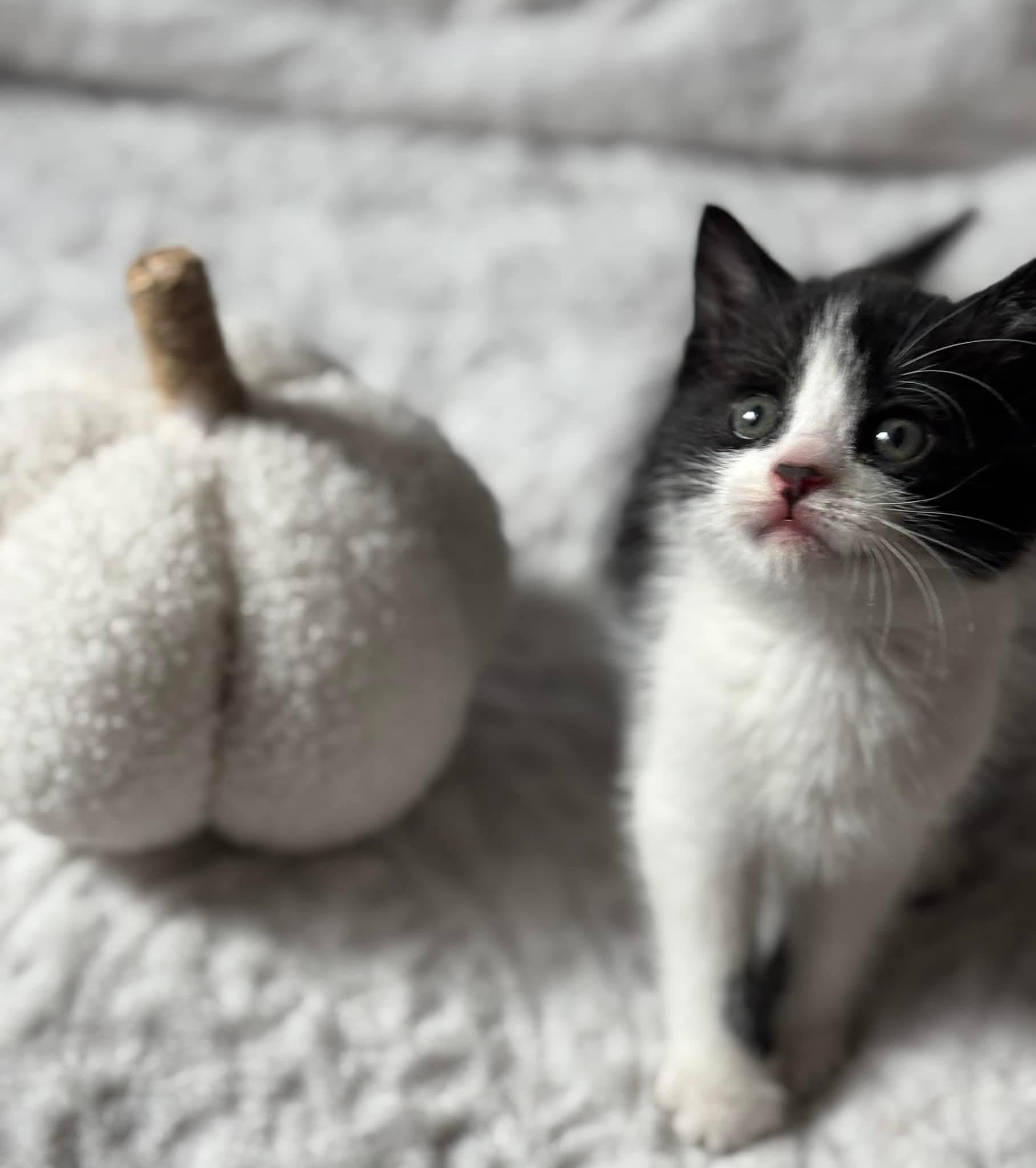 Enlarge goff, a Adoptable Domestic Short Hair in Macomb, MI image 1/1