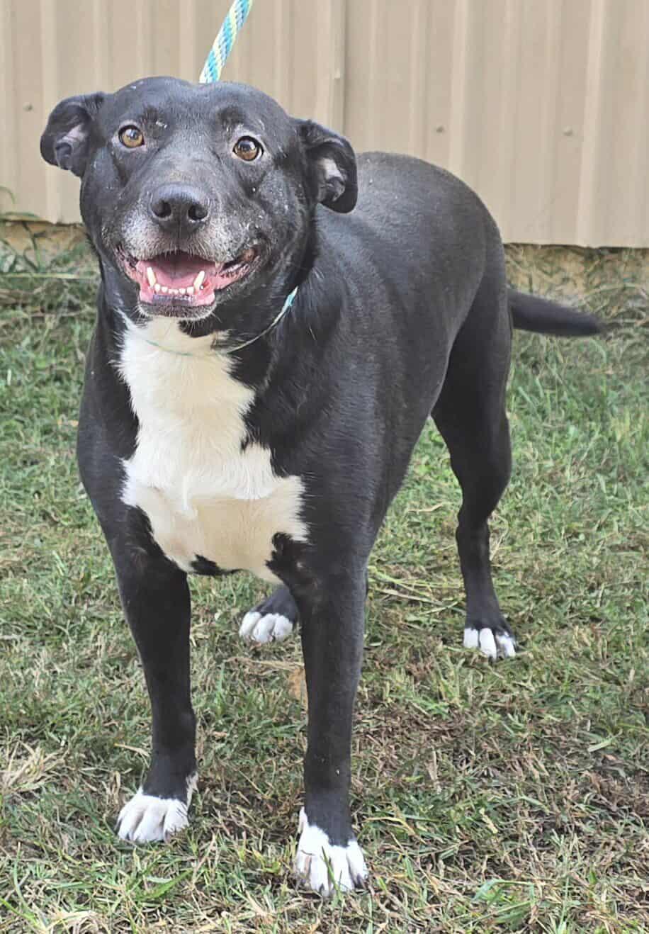 Enlarge Annabelle, a Adoptable mixed breed in Newport, TN image 1/6