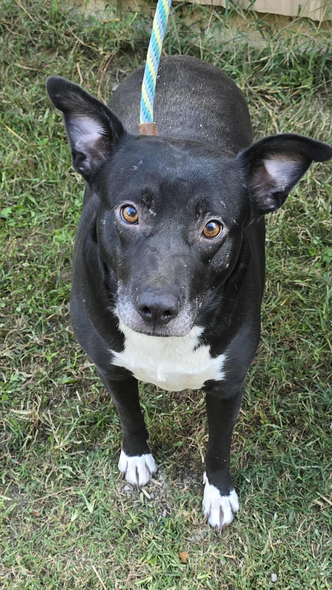 Enlarge Annabelle, a Adoptable mixed breed in Newport, TN image 2/6
