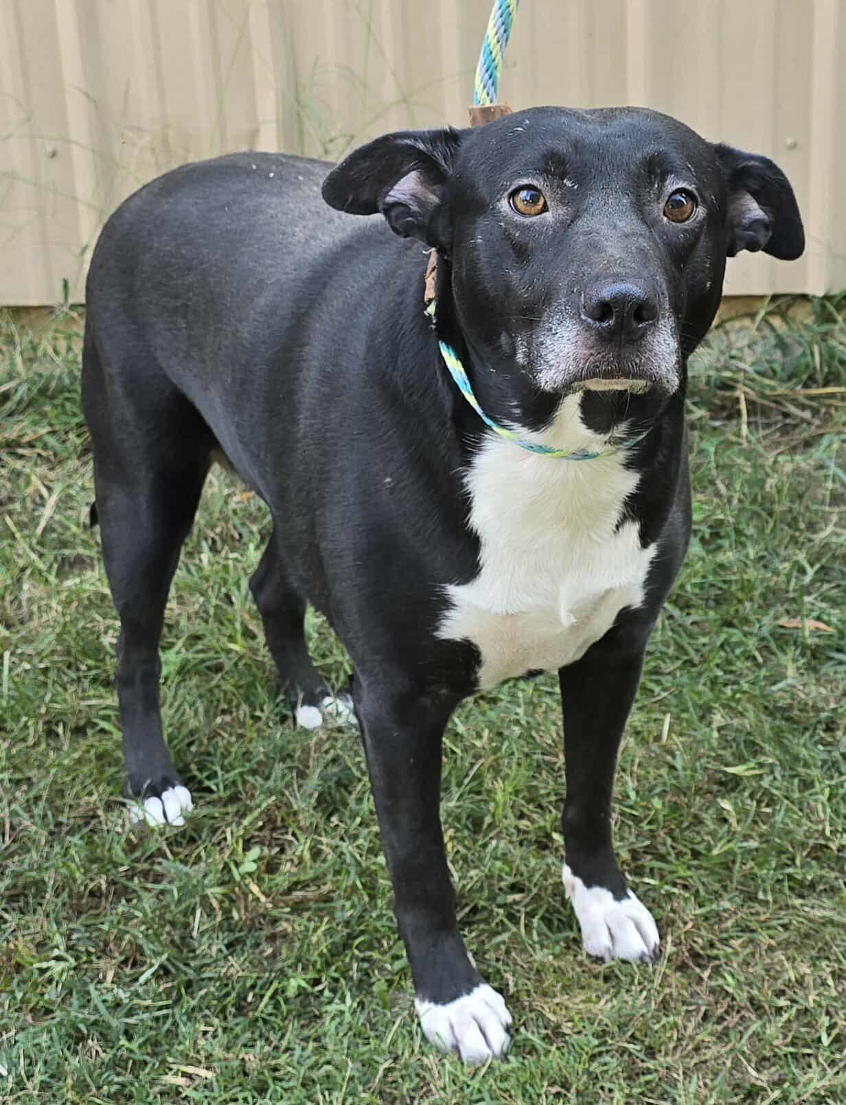Enlarge Annabelle, a Adoptable mixed breed in Newport, TN image 3/6