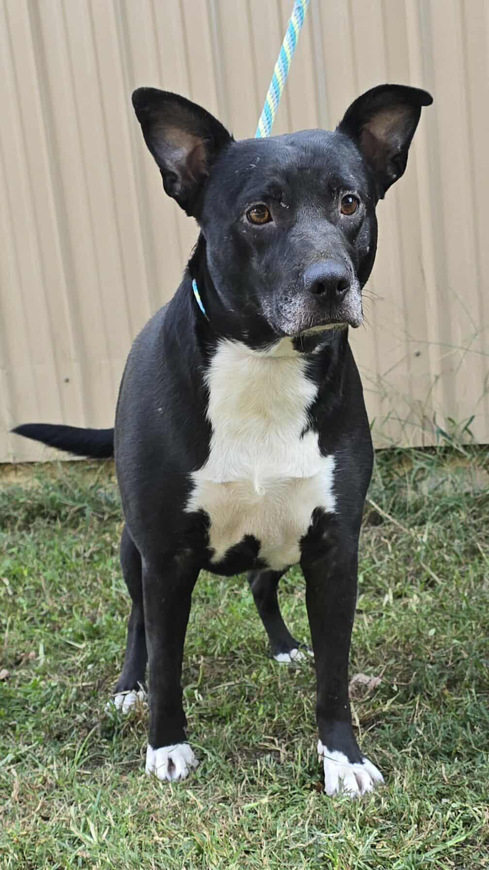Enlarge Annabelle, a Adoptable mixed breed in Newport, TN image 4/6