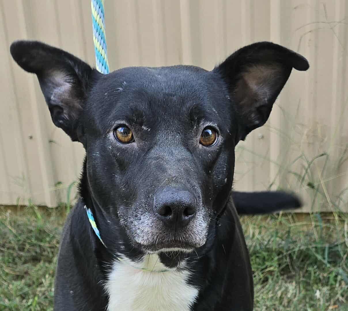 Enlarge Annabelle, a Adoptable mixed breed in Newport, TN image 5/6