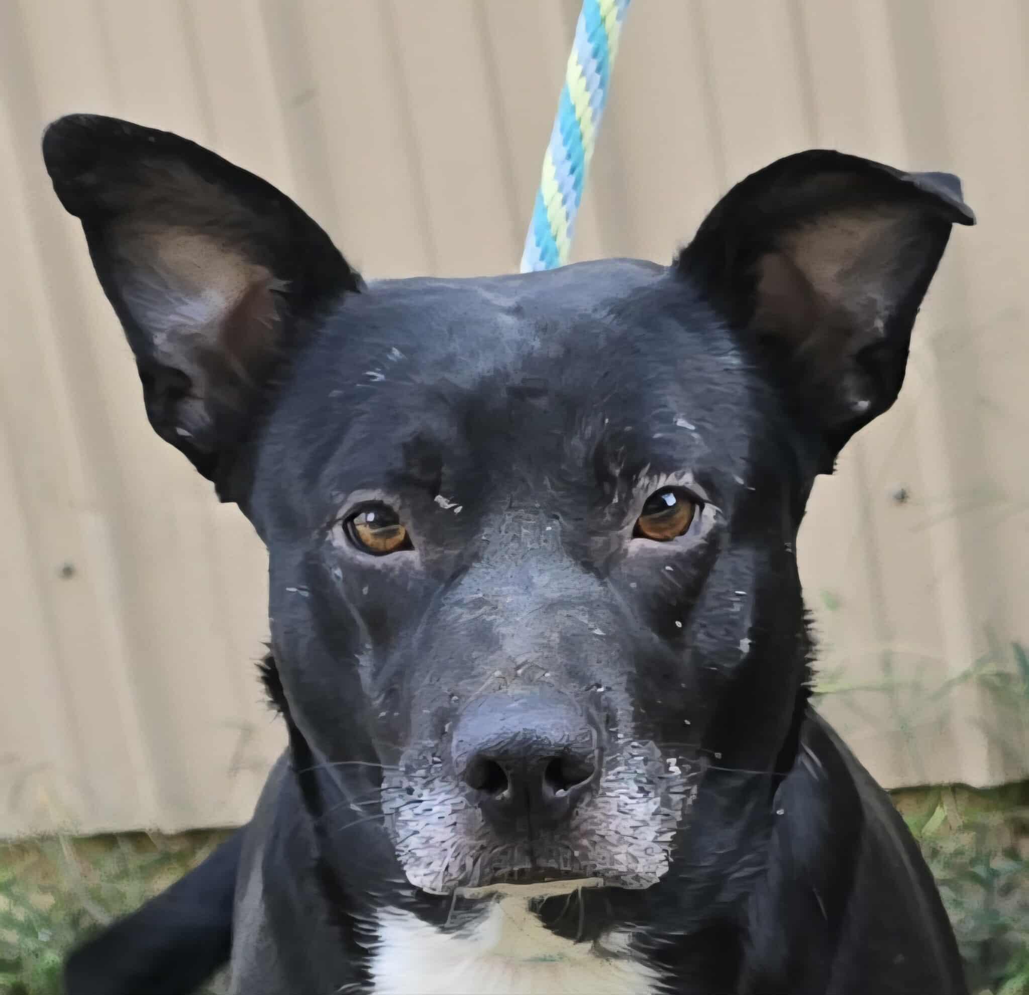 Annabelle, Adoptable, Adult Female Pit Bull Terrier.