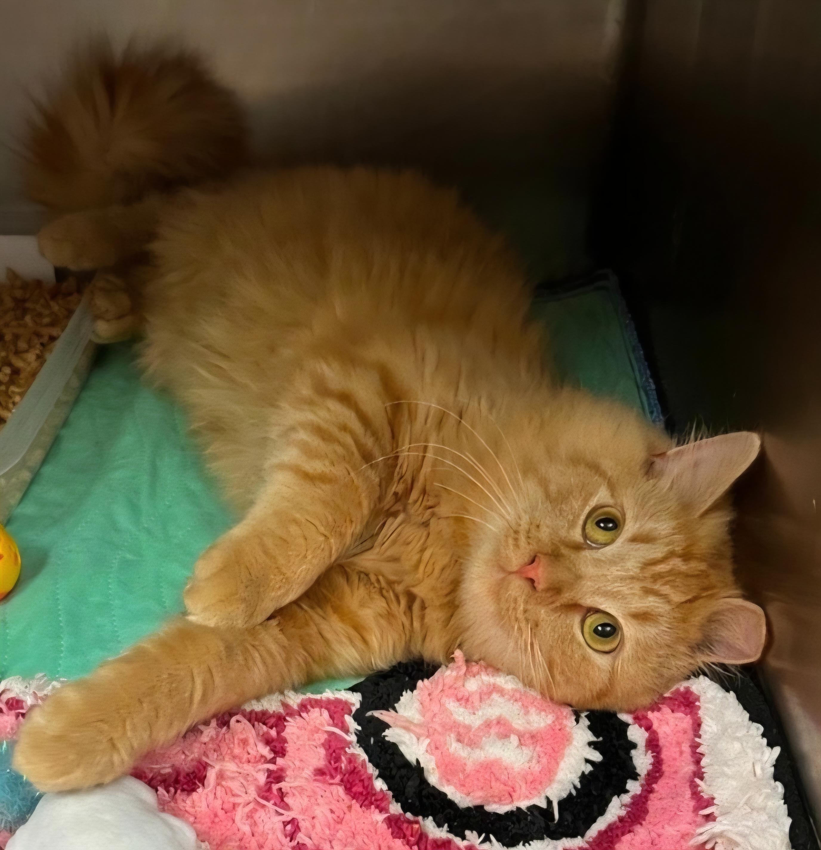 Mufasa, a Adoptable Domestic Medium Hair in Elwood, NJ image 2/4