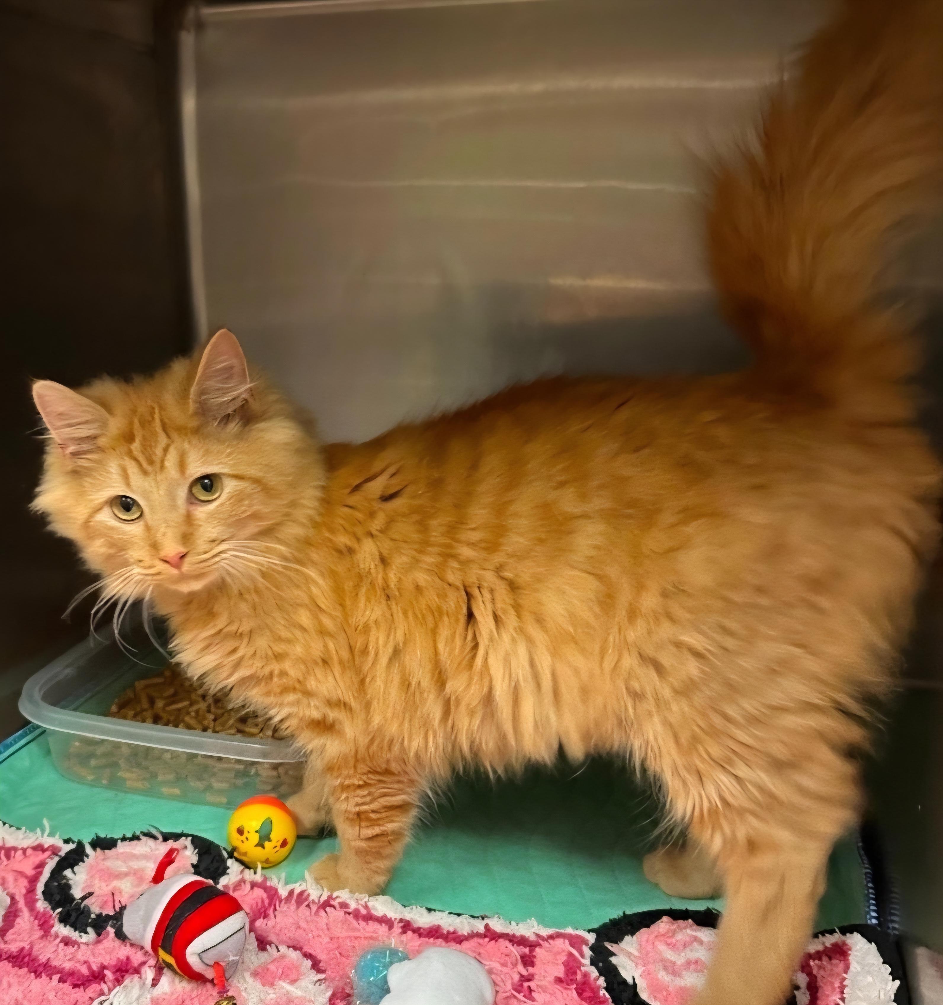 Mufasa, a Adoptable Domestic Medium Hair in Elwood, NJ image 3/4