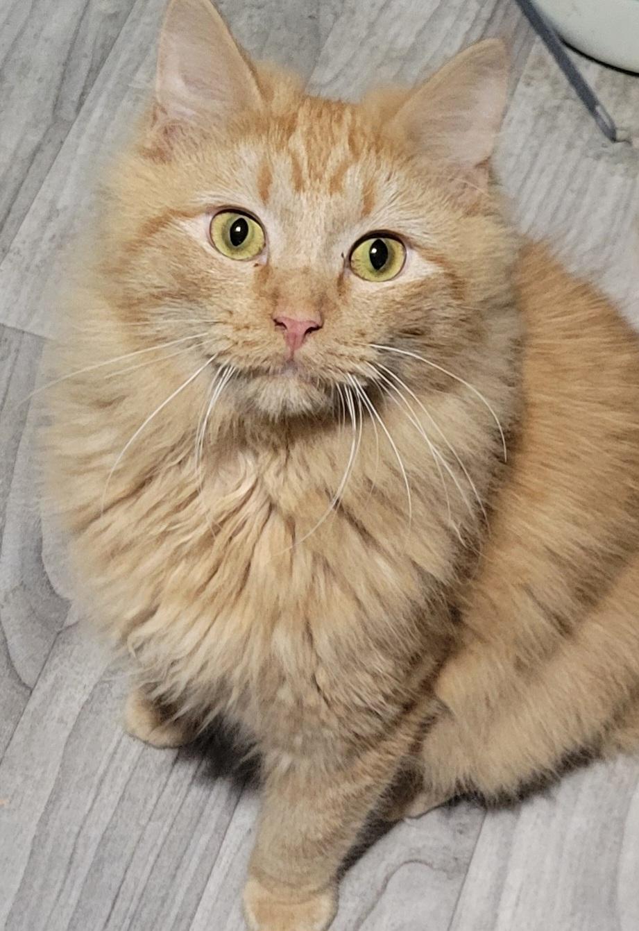 Mufasa, Adoptable, Young Male Domestic Medium Hair.