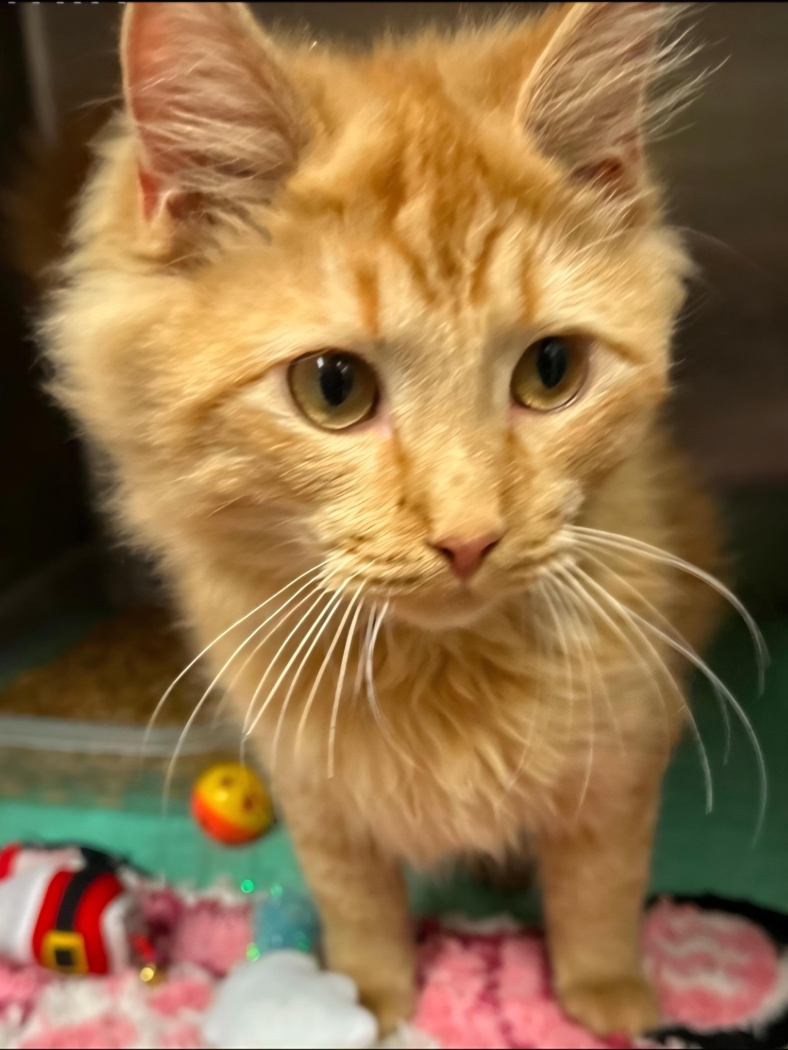 Mufasa, a Adoptable Domestic Medium Hair in Elwood, NJ image 4/4