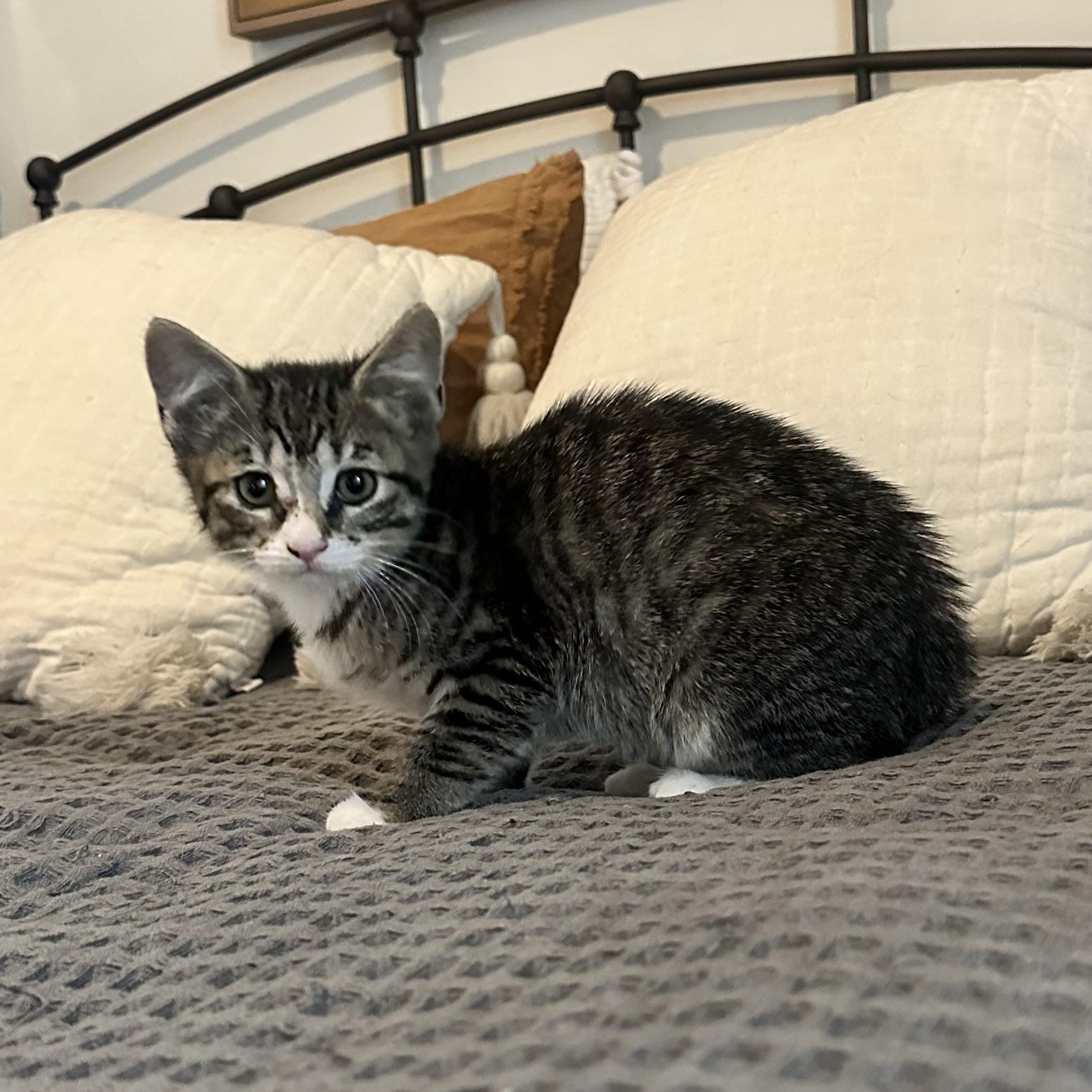 Enlarge Major, an adopted Domestic Short Hair in Vancouver, WA image 3/5