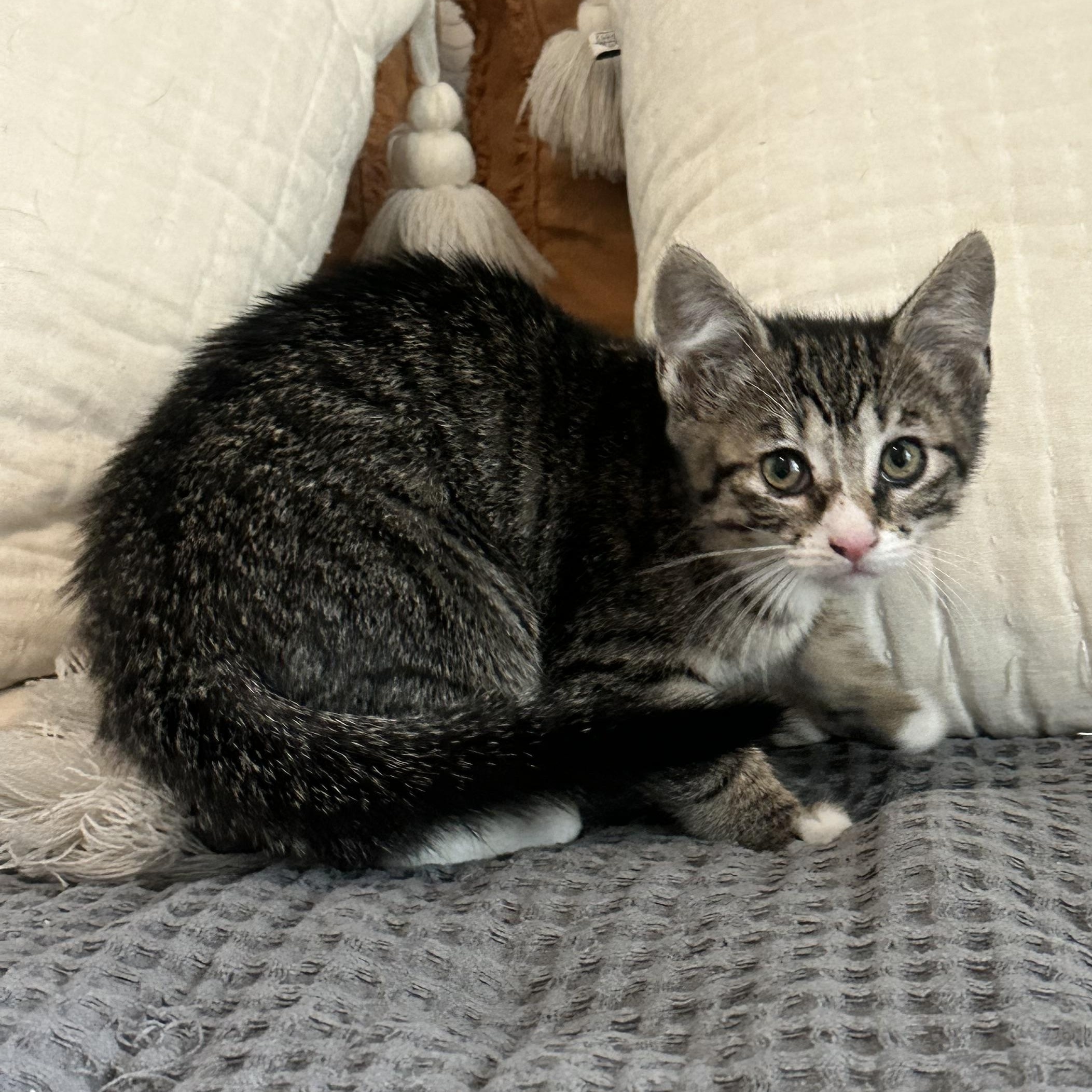 Enlarge Major, an adopted Domestic Short Hair in Vancouver, WA image 4/5