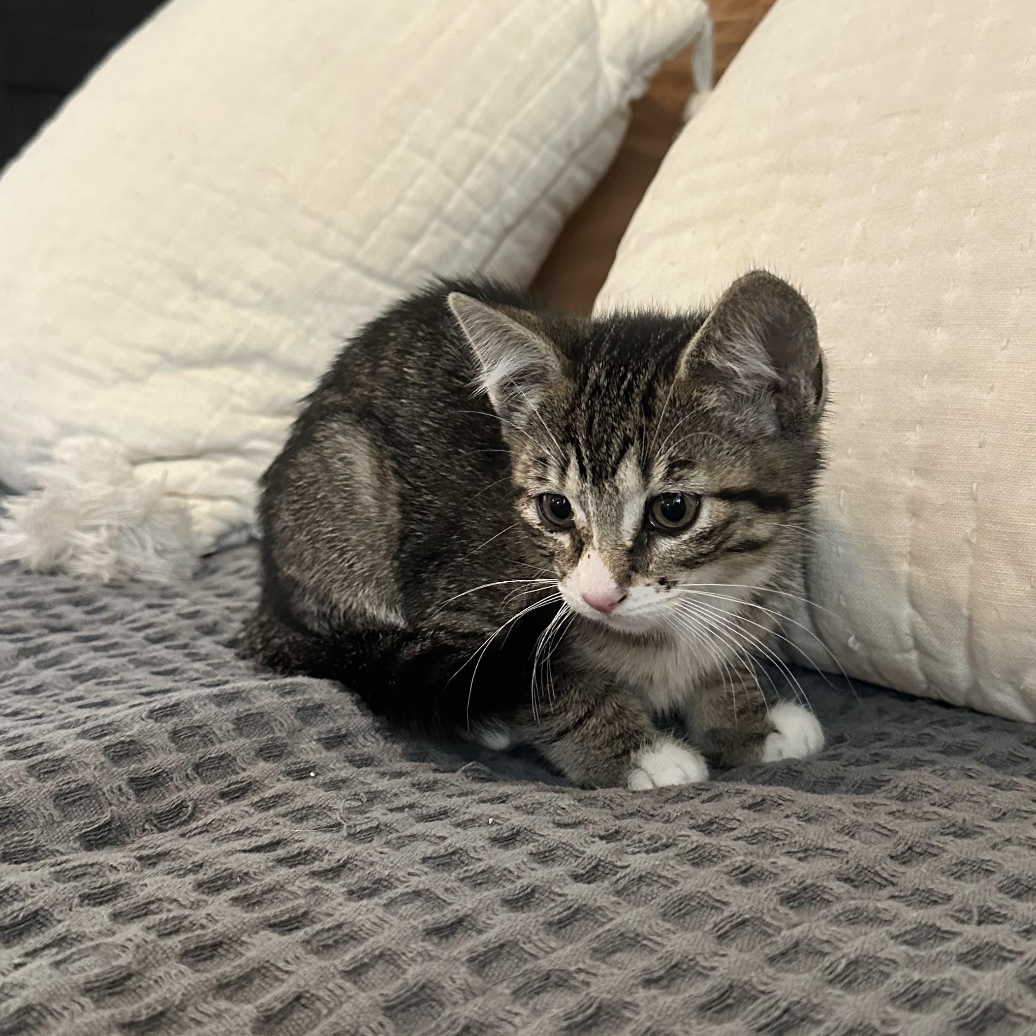 Enlarge Major, an adopted Domestic Short Hair in Vancouver, WA image 5/5