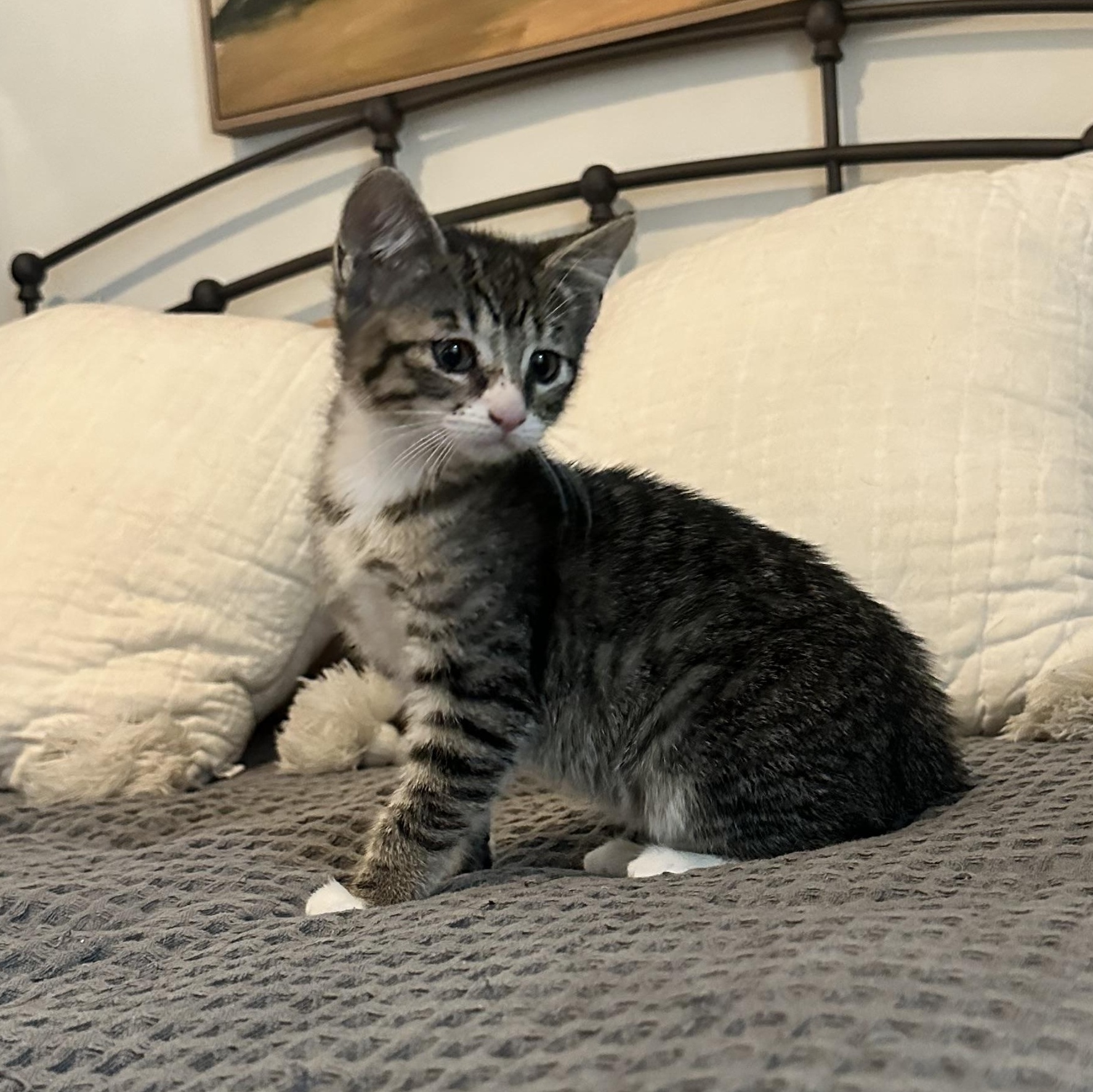 Enlarge Major, an adopted Domestic Short Hair in Vancouver, WA image 1/5