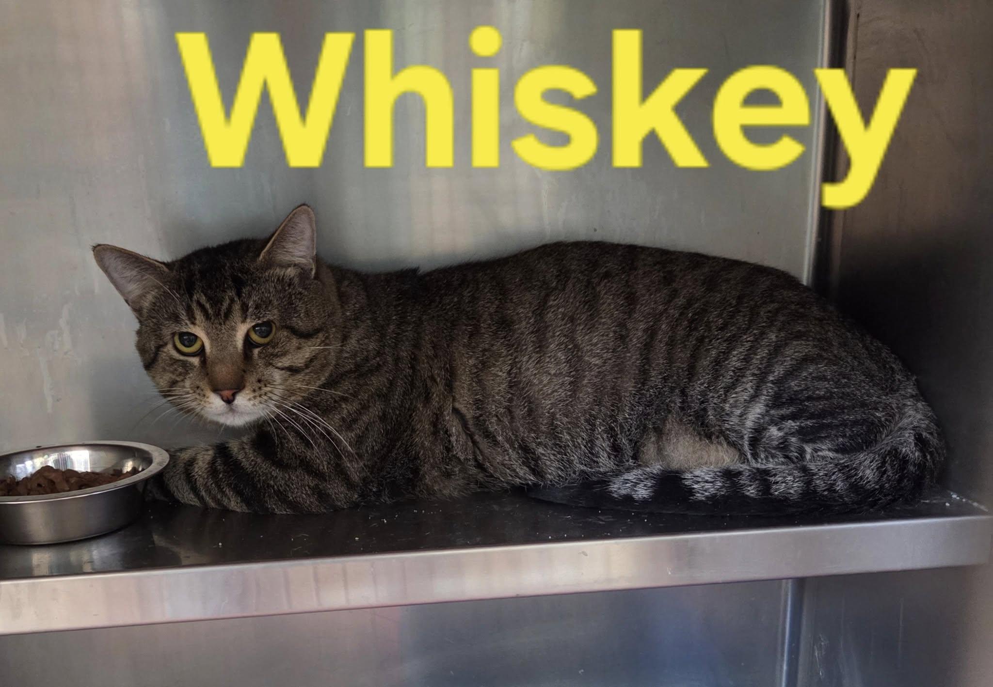 Whiskey