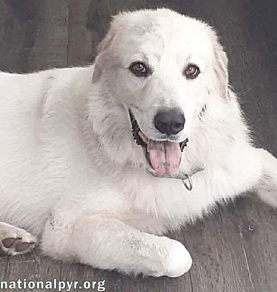 Enlarge Yeti in SC - Energetic, Playful & Sweet!, a Adoptable Great Pyrenees in Myrtle Beach, SC image 4/4