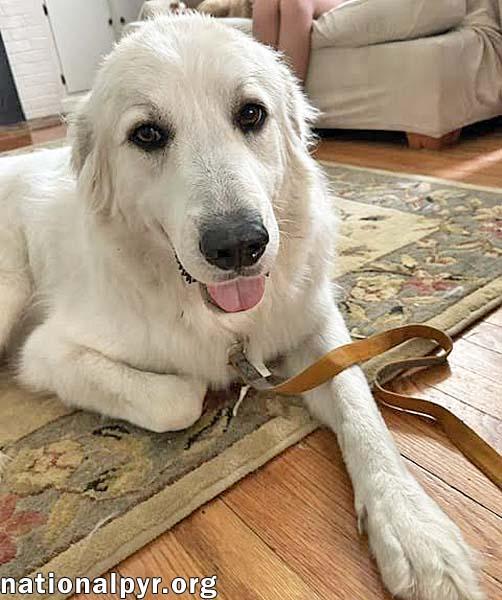 Yeti in SC - Energetic, Playful & Sweet!, a Adoptable Great Pyrenees in Greenville, SC image 4/4