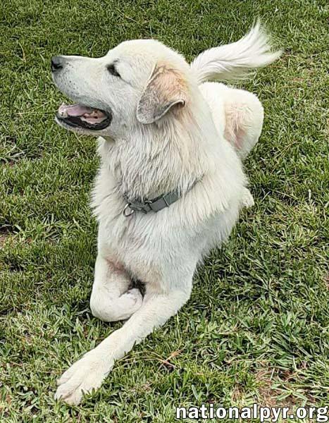 Enlarge Yeti in SC - Energetic, Playful & Sweet!, a Adoptable Great Pyrenees in Myrtle Beach, SC image 3/4