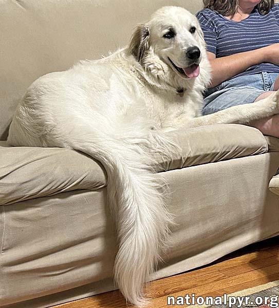 Enlarge Yeti in SC - Energetic, Playful & Sweet!, a Adoptable Great Pyrenees in Greenville, SC image 2/4