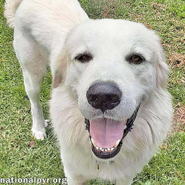 Enlarge Yeti in SC - Energetic, Playful & Sweet!, a Adoptable Great Pyrenees in Myrtle Beach, SC image 1/4
