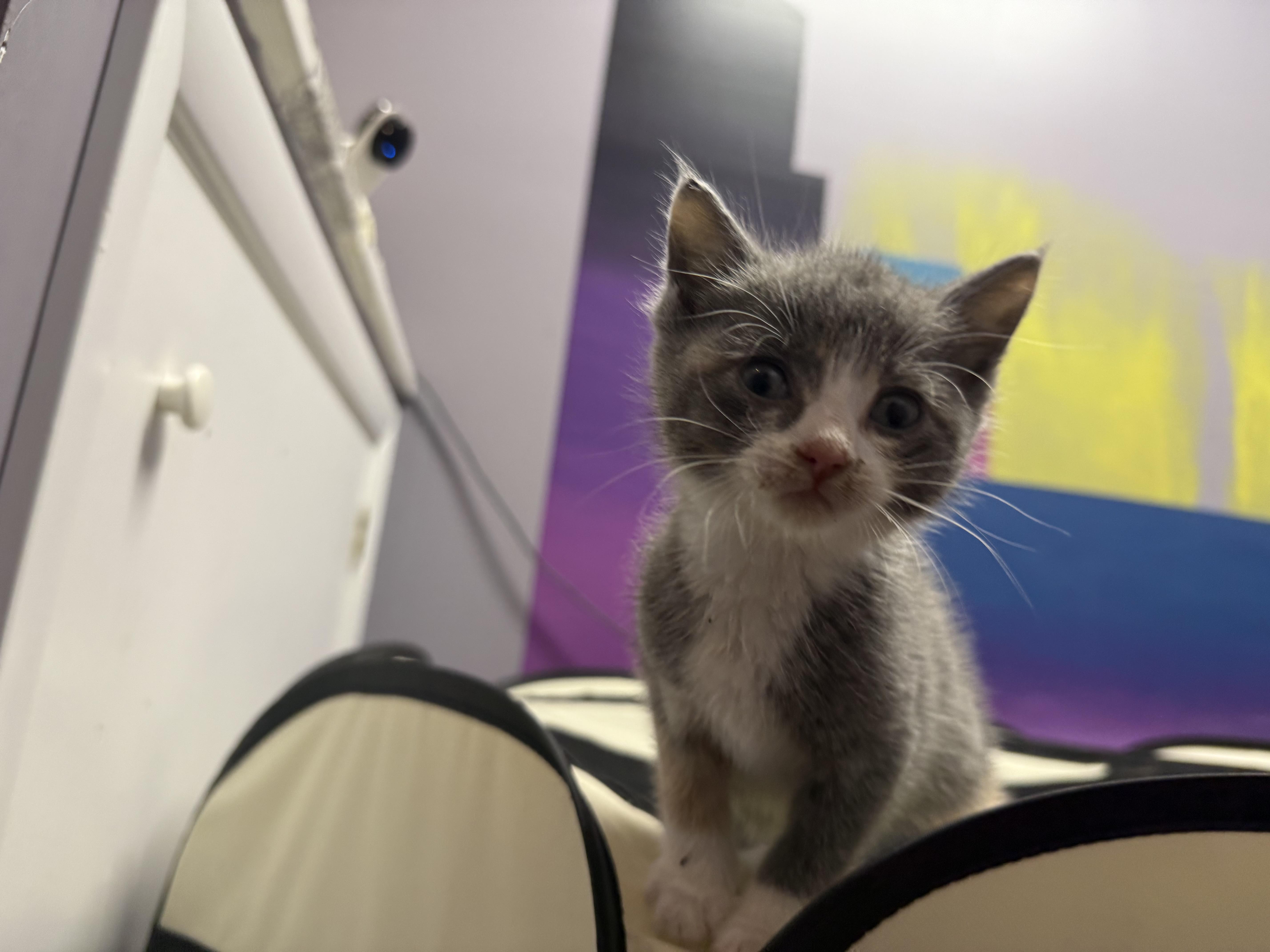 Enlarge Maria, a ADOPTABLE Domestic Short Hair in Clifton, NJ image 1/3
