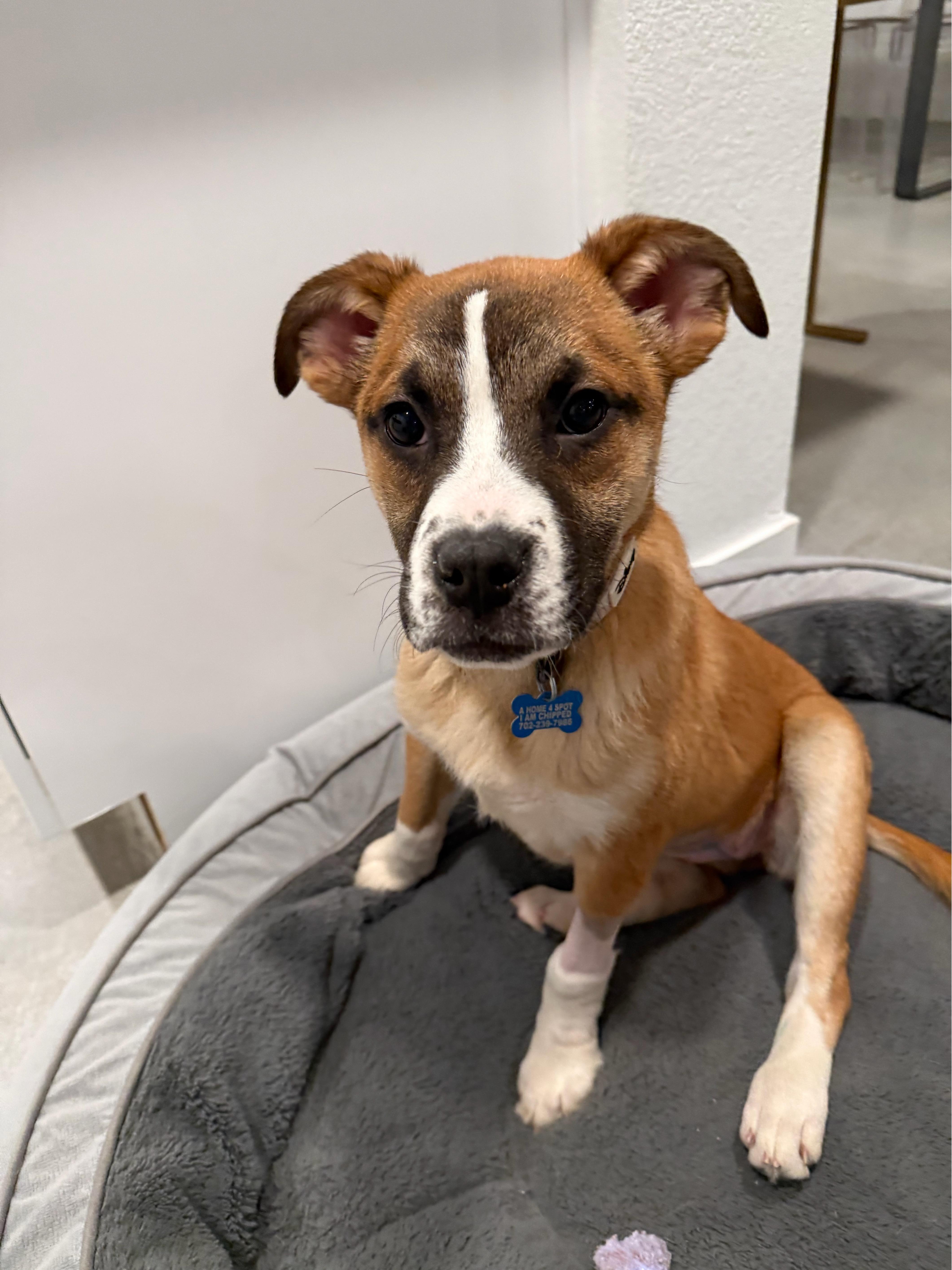 Enlarge Frida, a ADOPTABLE mixed breed in Las Vegas, NV image 2/3