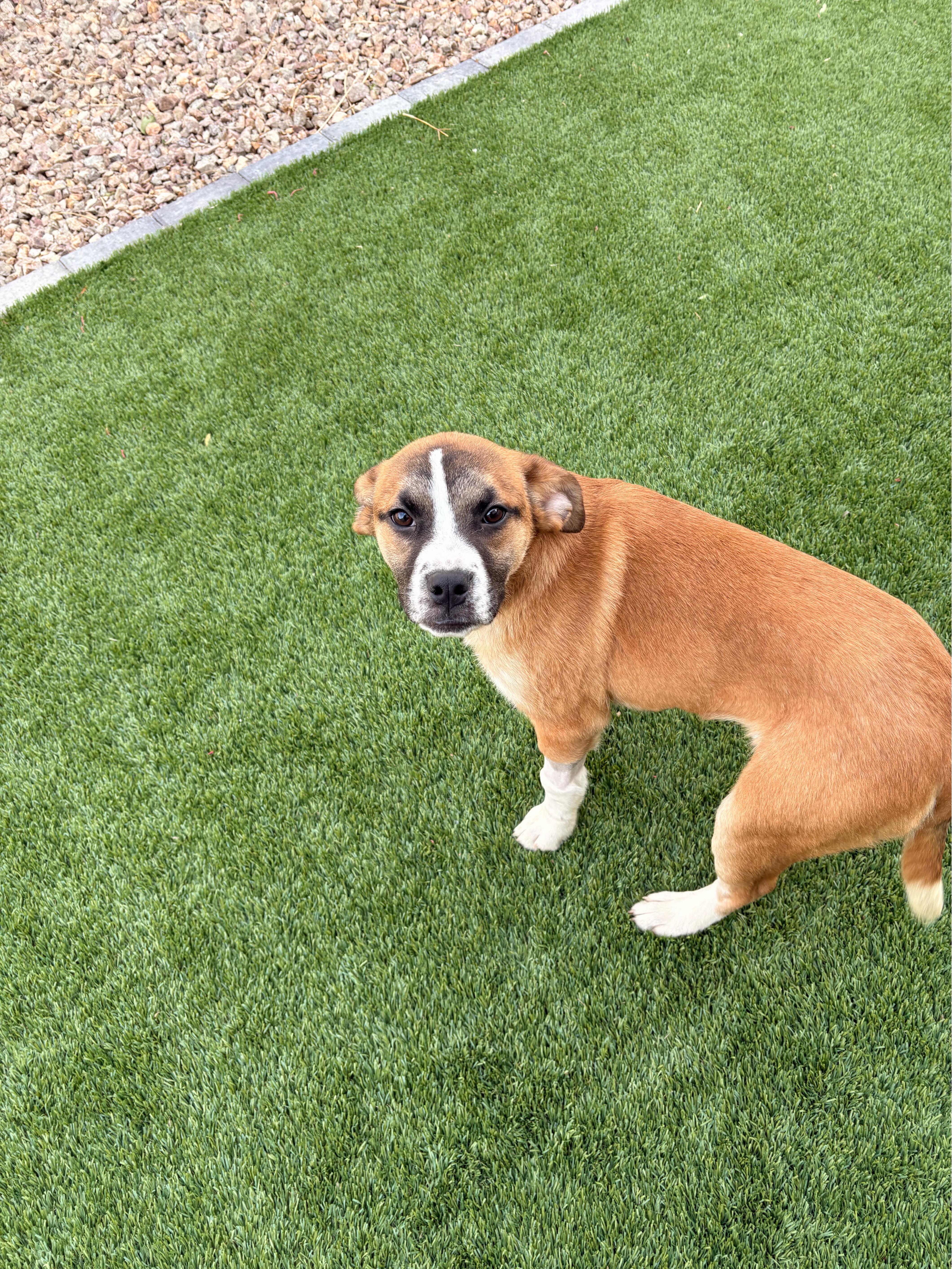 Enlarge Frida, a ADOPTABLE mixed breed in Las Vegas, NV image 3/3