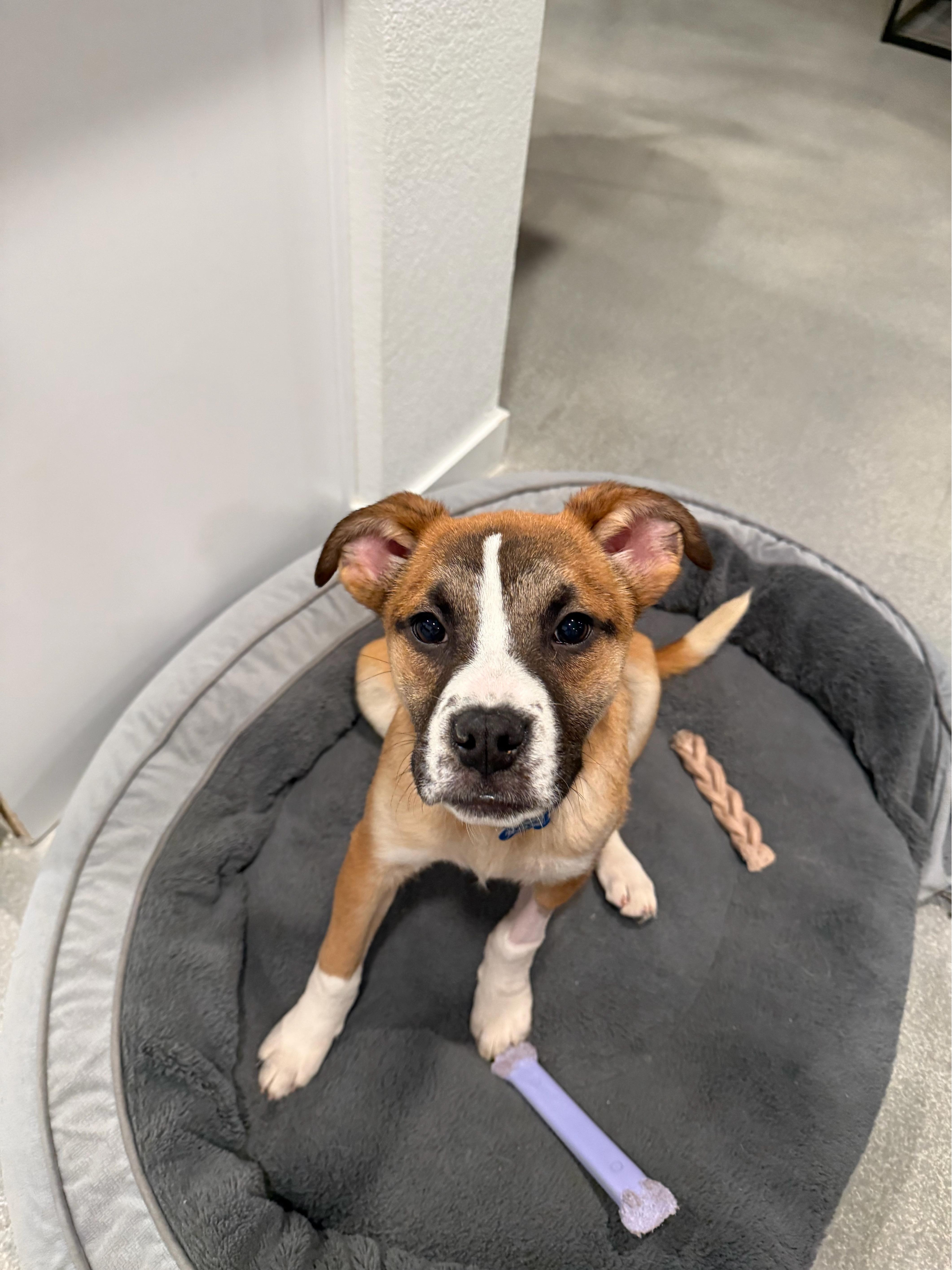 Enlarge Frida, a ADOPTABLE mixed breed in Las Vegas, NV image 1/3