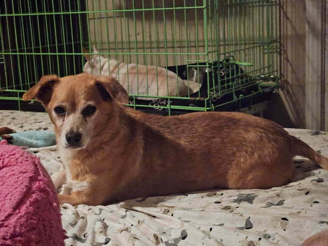 Scrappy, a Adoptable mixed breed in Selma, CA image 5/5