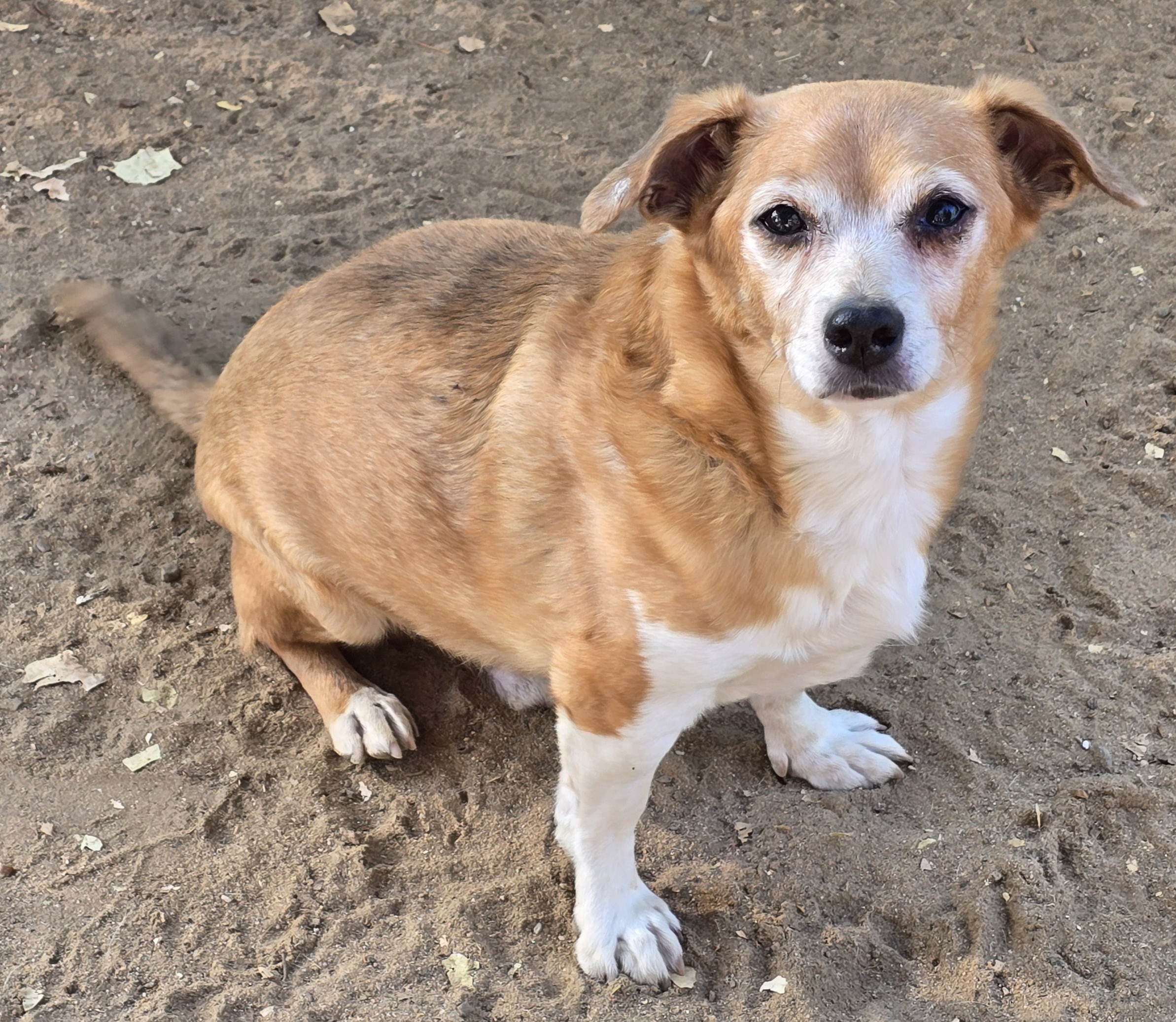 Scrappy, Adoptable, Adult Male Chihuahua & Dachshund.