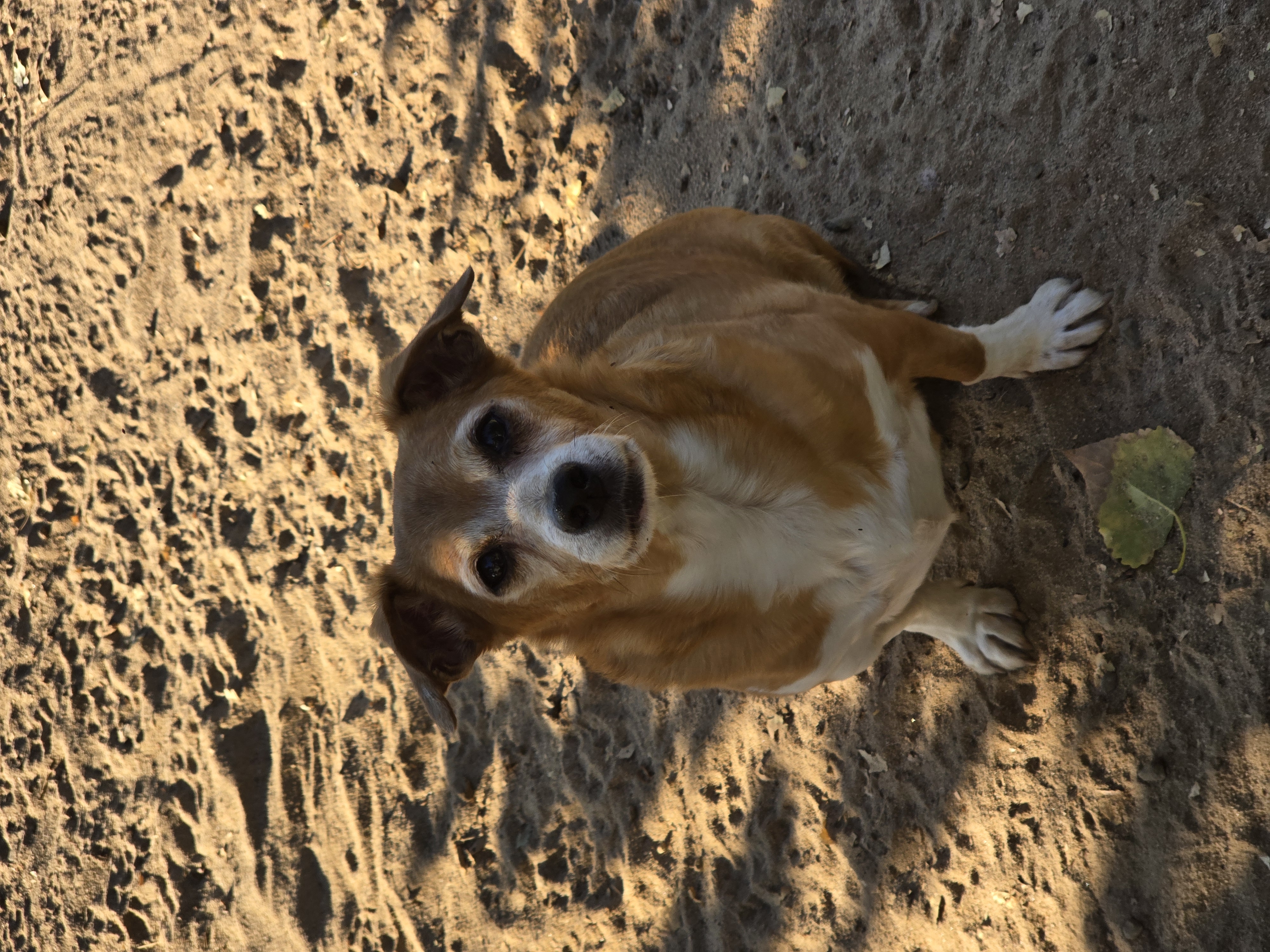 Scrappy, a Adoptable mixed breed in Selma, CA image 2/5