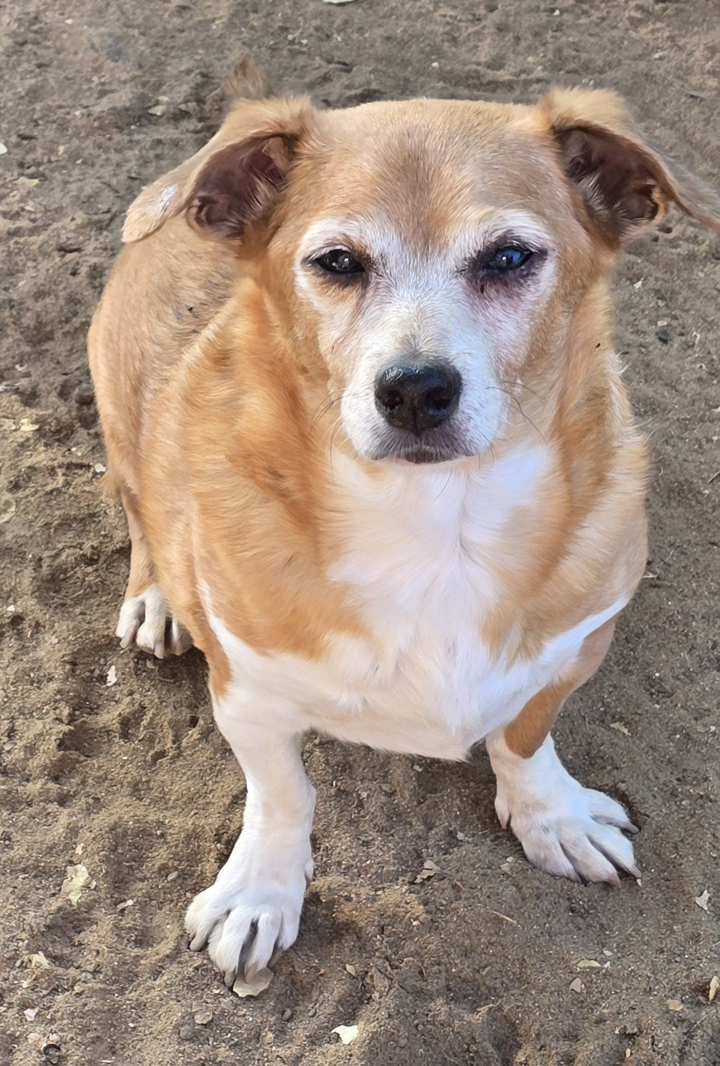 Scrappy, a Adoptable mixed breed in Selma, CA image 3/5