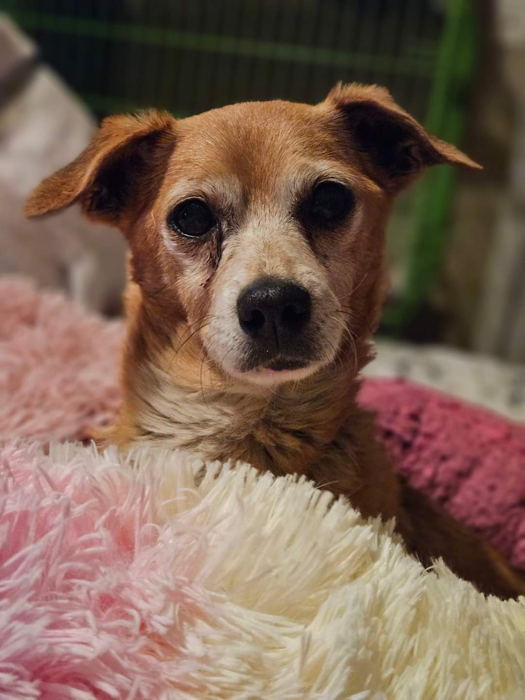 Scrappy, a Adoptable mixed breed in Selma, CA image 4/5