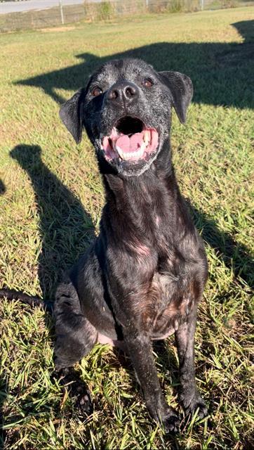 Enlarge PIN, a Adoptable Labrador Retriever in Rosenberg, TX image 1/1