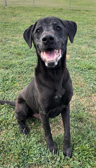 PIN, Adoptable, Adult Male Labrador Retriever.