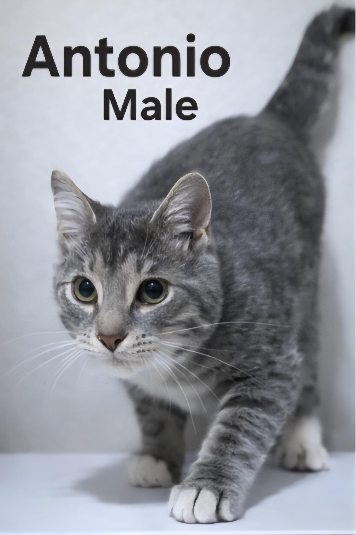 Antonio, Adoptable, Kitten Male Domestic Short Hair.