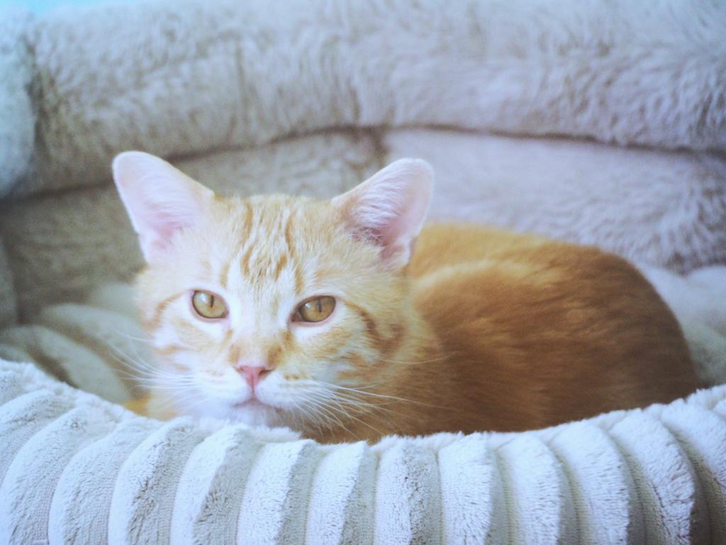 Enlarge Tuesday, a Adoptable mixed breed in Saint Paul, MN image 2/6