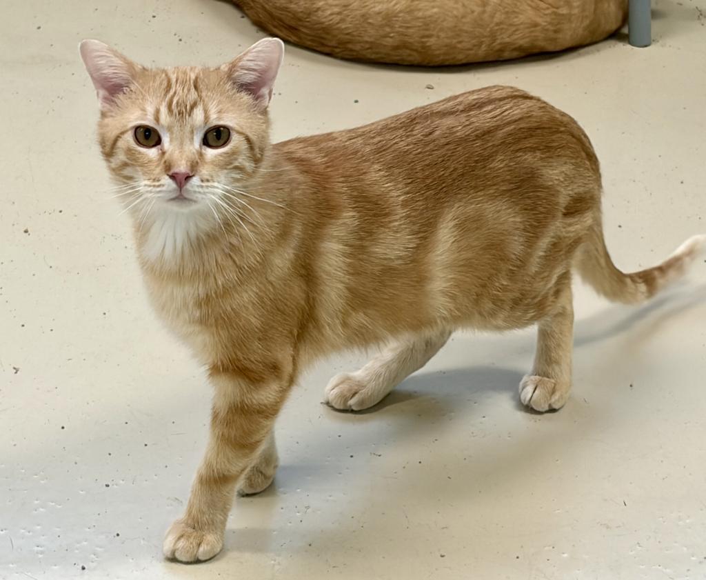 Enlarge Tuesday, a Adoptable mixed breed in Saint Paul, MN image 4/6