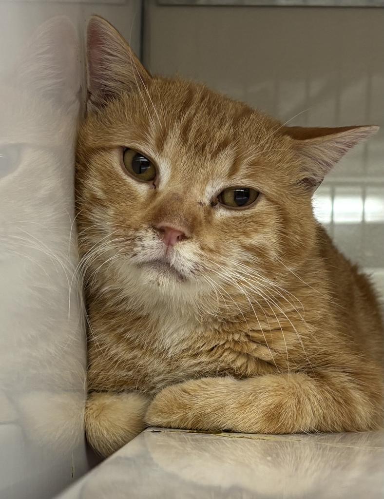 Enlarge Tuesday, a Adoptable mixed breed in Saint Paul, MN image 5/6