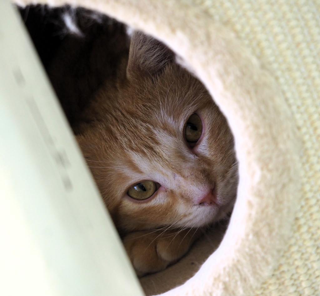 Enlarge Tuesday, a Adoptable mixed breed in Saint Paul, MN image 6/6